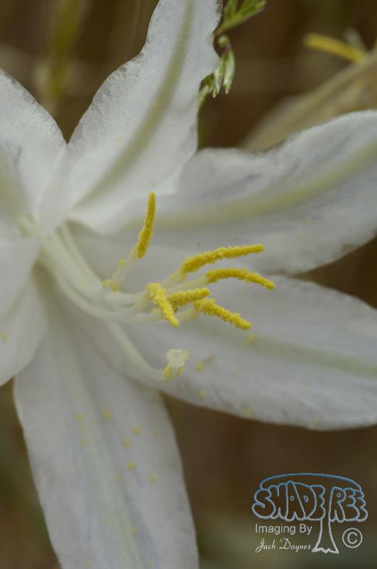 Desert Lily - Hesperocallis undulata