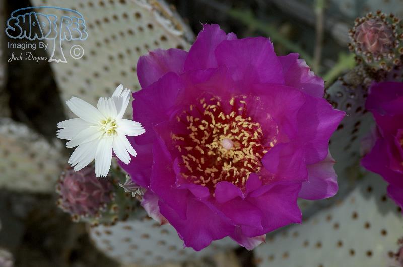 Beavertail Cactus - Opuntia basilaris