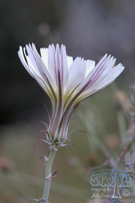 California Chicory - Rafinesquia californica