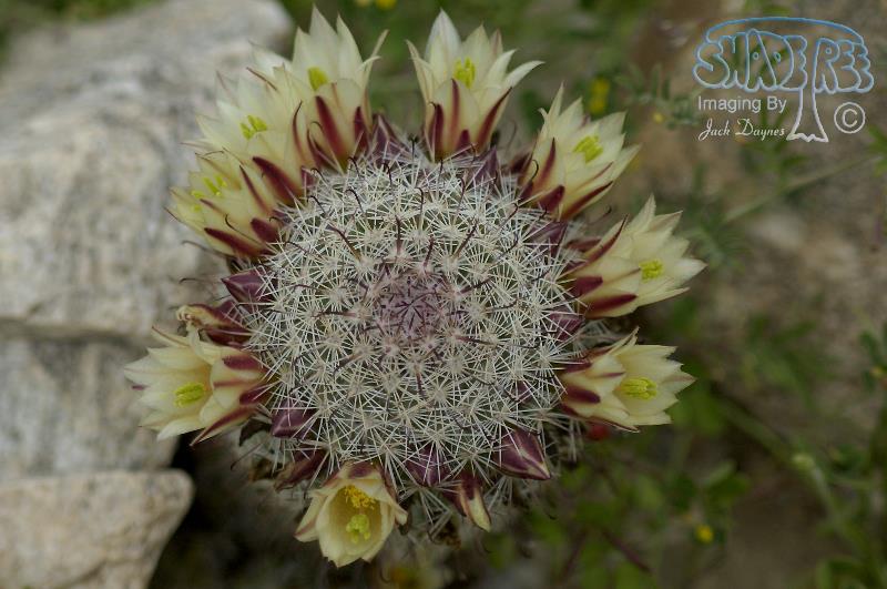 Fishhook Cactus - Mammillaria dioica