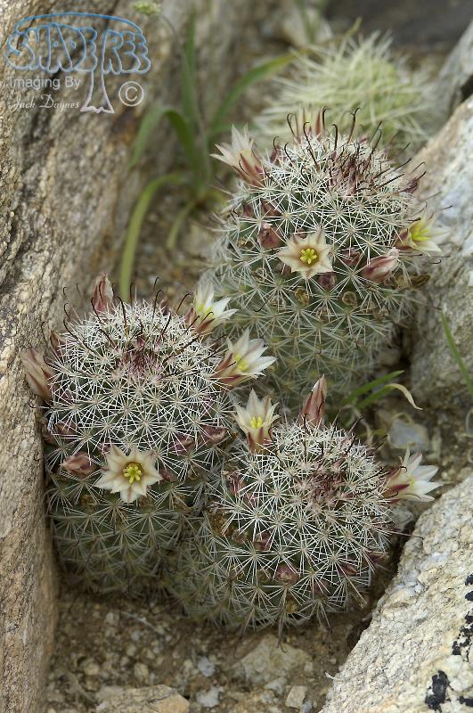Fishhook Cactus - Mammillaria dioica