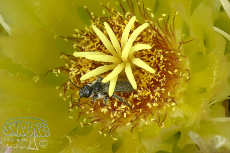 Barrel Cactus - Ferocactus cylindraceus