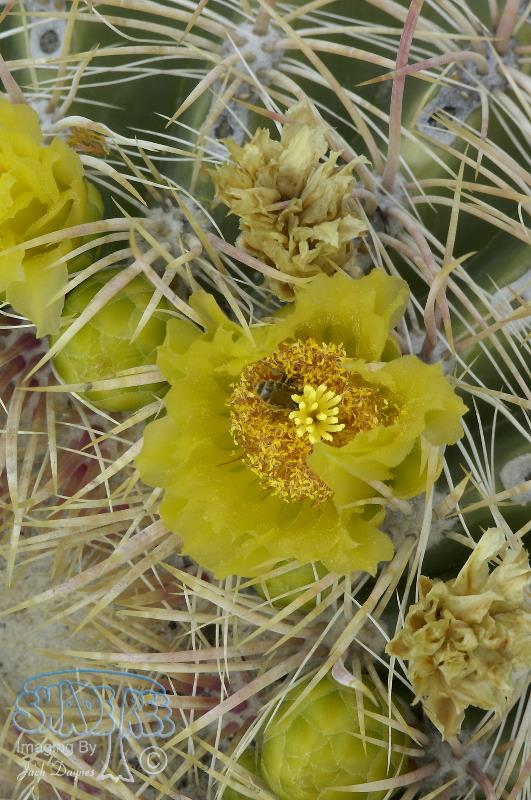 Barrel Cactus - Ferocactus cylindraceus