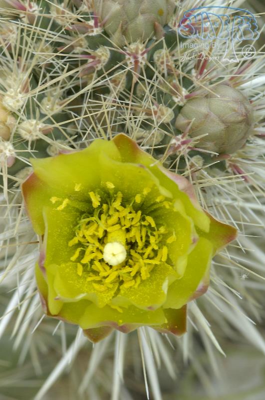 Teddy Bear Cholla - Opuntia bigelovii