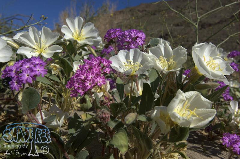 Dune Evening Primrose - Oenothera deltoides