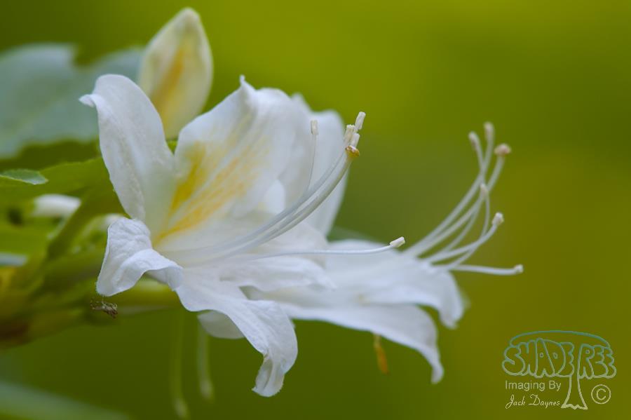 Western Azalea - Rhododendron occidentale