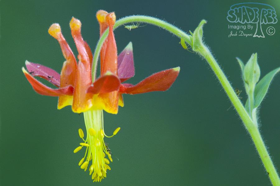 Western Columbine - Aquilegia formosa