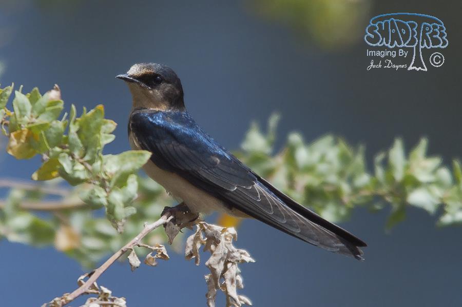 Barn Swallow - Hirundo rustica
