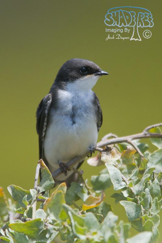 Tree Swallow - Tachycineta bicolor