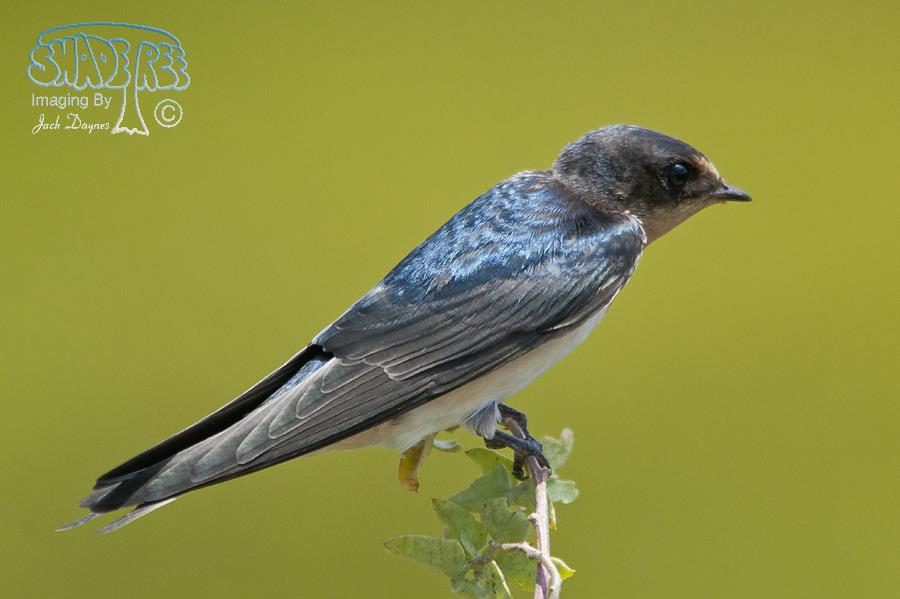 Barn Swallow - Hirundo rustica