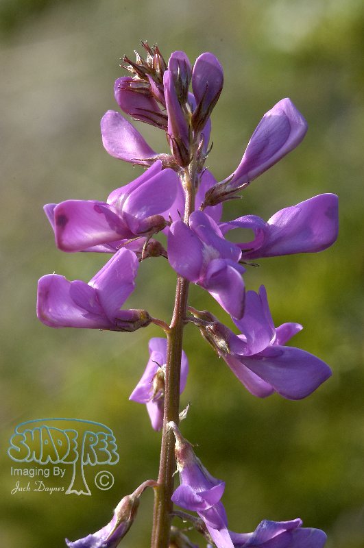 Sweet Vetch - Hedysarum boreale