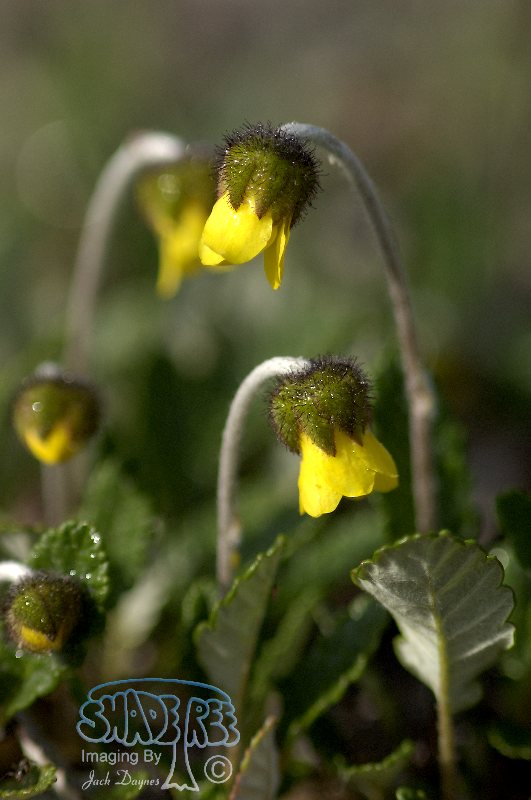 Yellow Mountain Avens - Dryas drummondii
