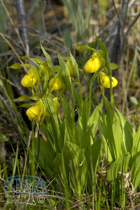 Yellow Lady's-slipper - Cypripedium parviflorum