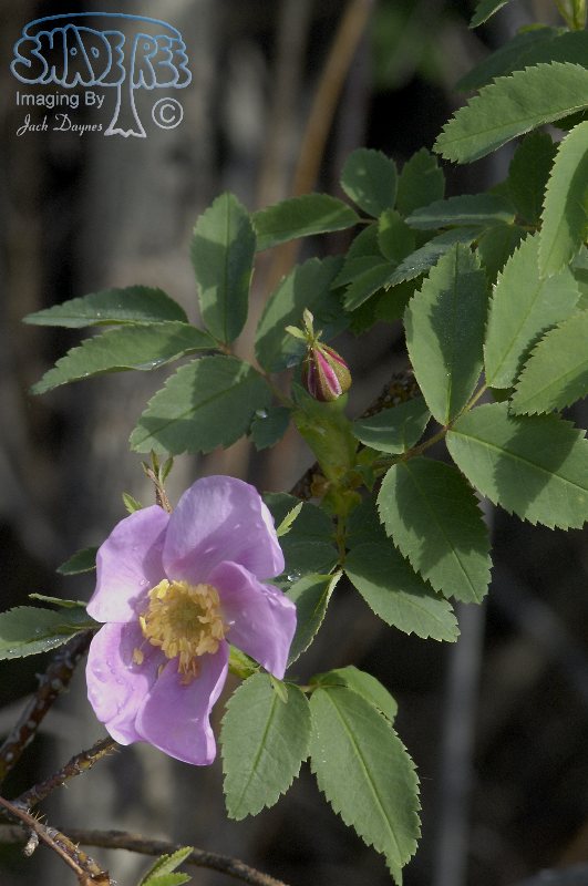 Prickly Rose - Rosa acicularis