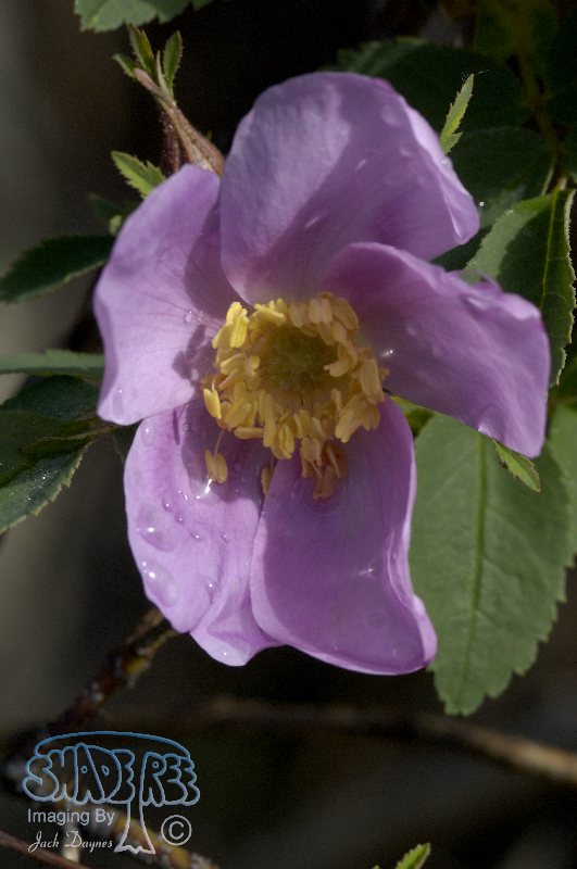 Prickly Rose - Rosa acicularis