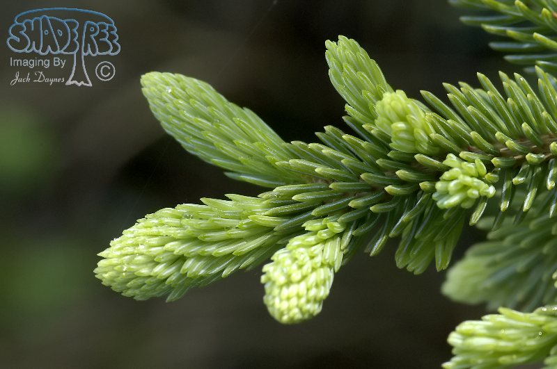 White Spruce - Picea glauca albertiana