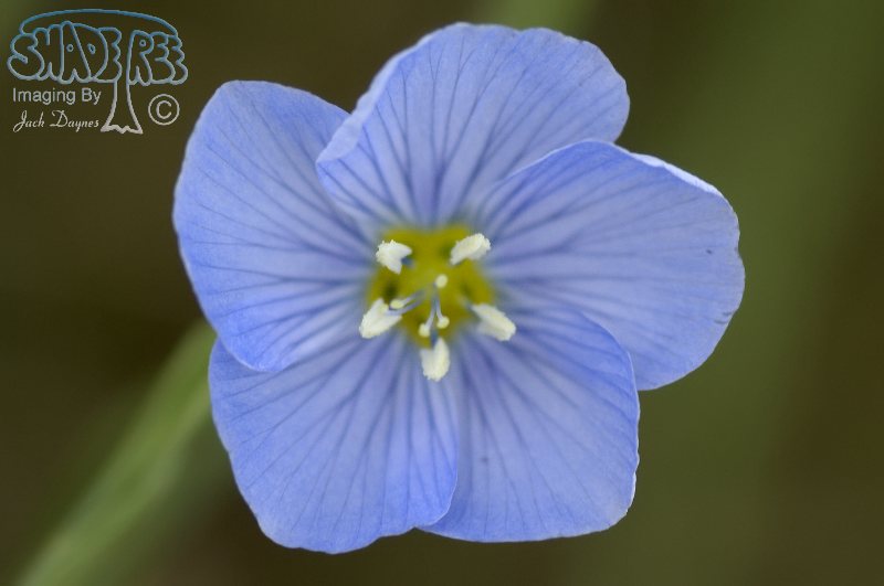 Wild Blue Flax - Linum lewisii