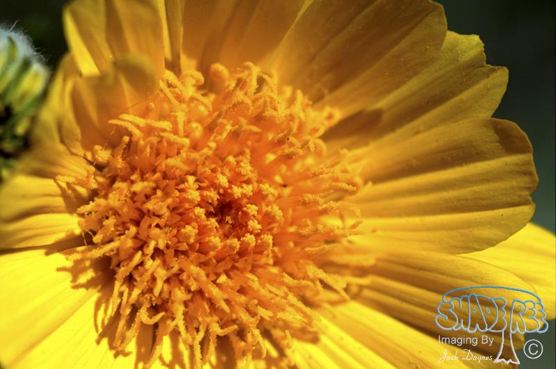 DesertSunflower - Geraea canescens