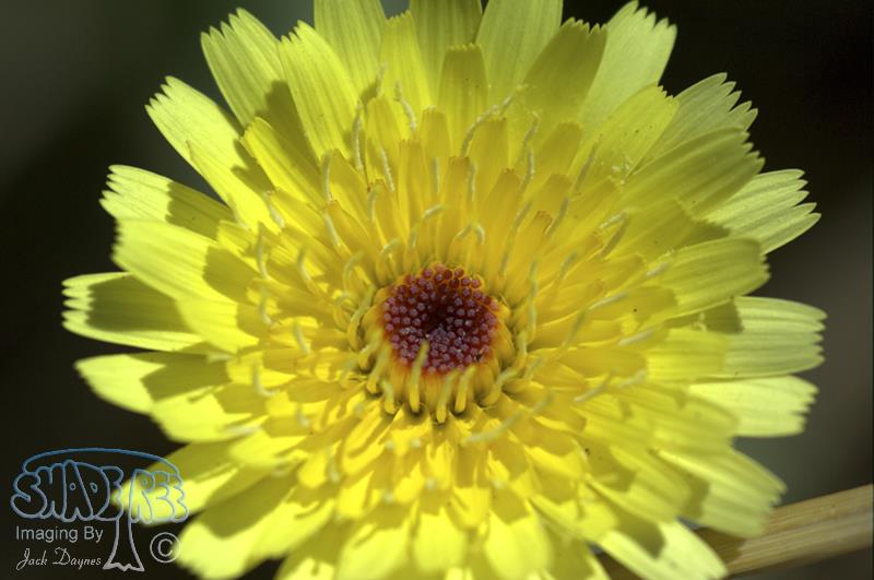 Desert Dandelion - Malacothrix glabrata