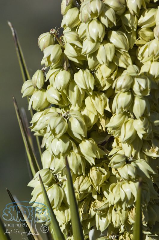 Chaparral Yucca - Hesperoyucca whipplei