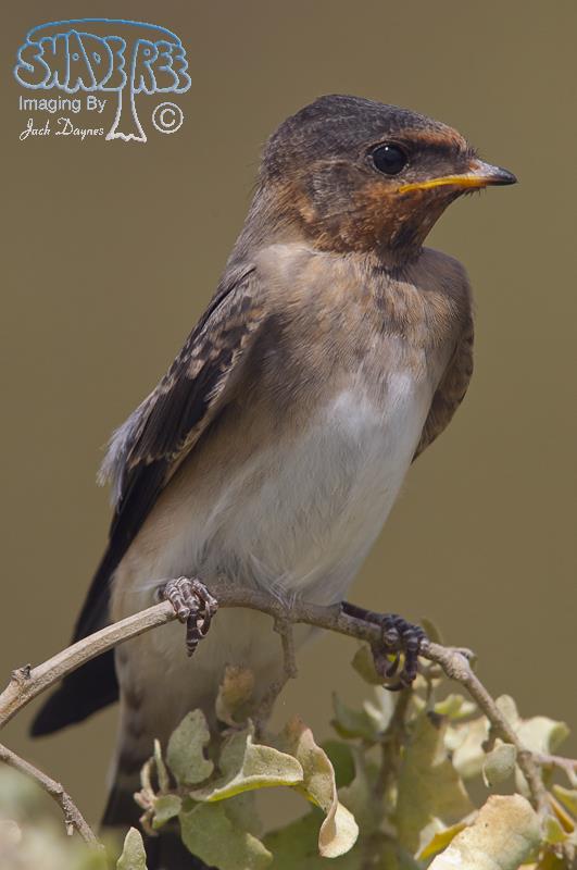 Cliff Swallow - Petrochelidon pyrrhonota
