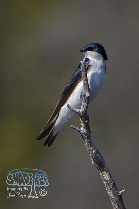 Tree Swallow - Tachycineta bicolor