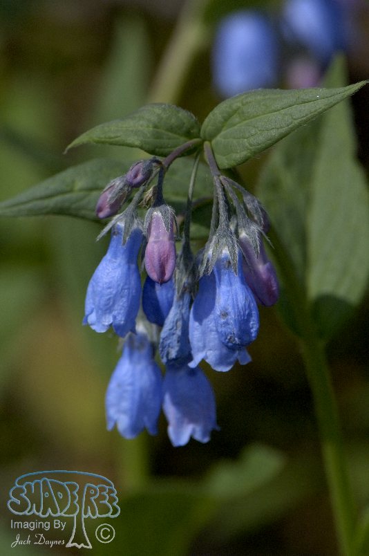 Northern Bluebells - Mertensia paniculata