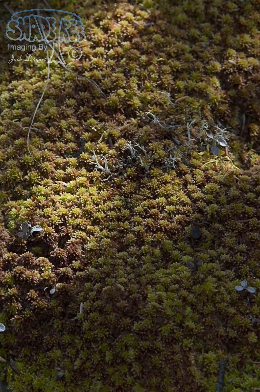 Arctic Moss - Unknown sp.
