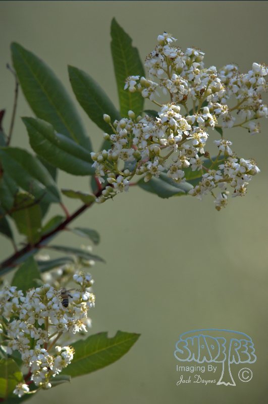 Toyon - Heteromeles arbutifolia