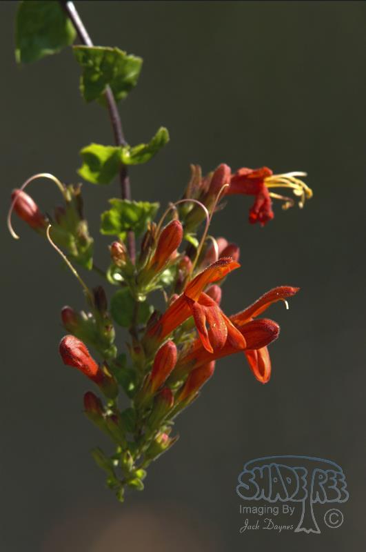 Heart-leaf Penstemon - Keckiella cordifolia
