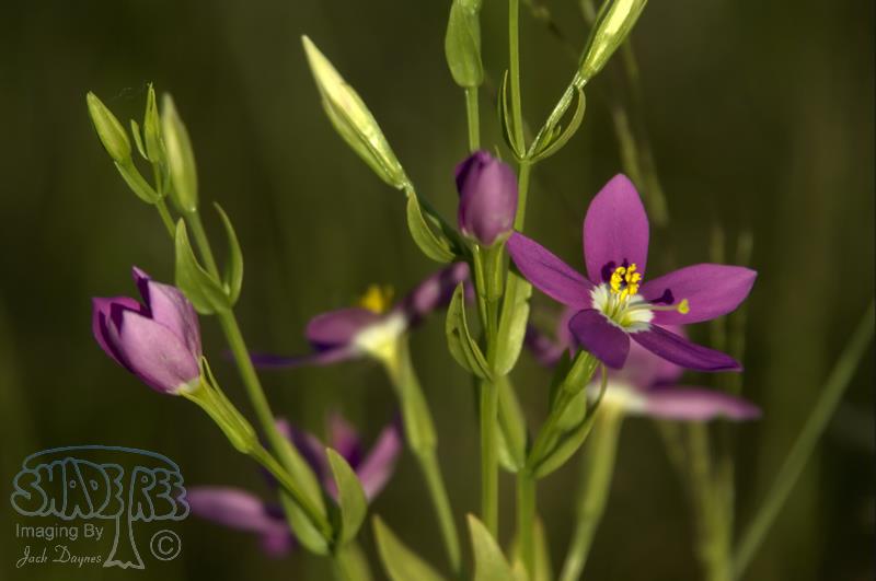Canchalagua - Centaurium venustrum