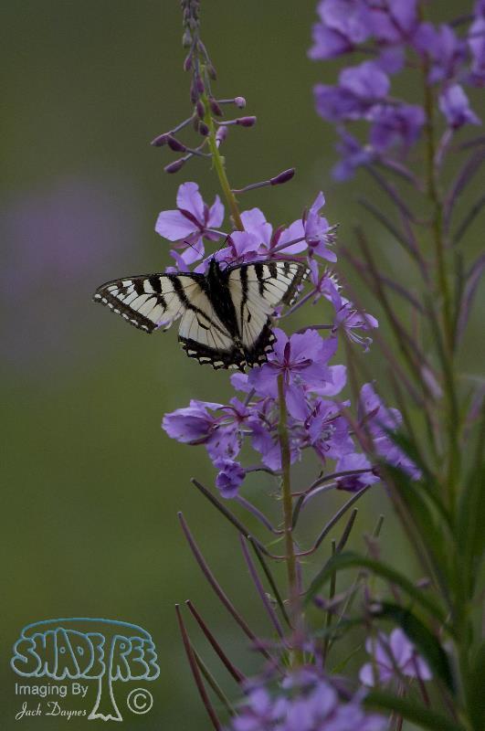 Fireweed - Cineraria Canadensis