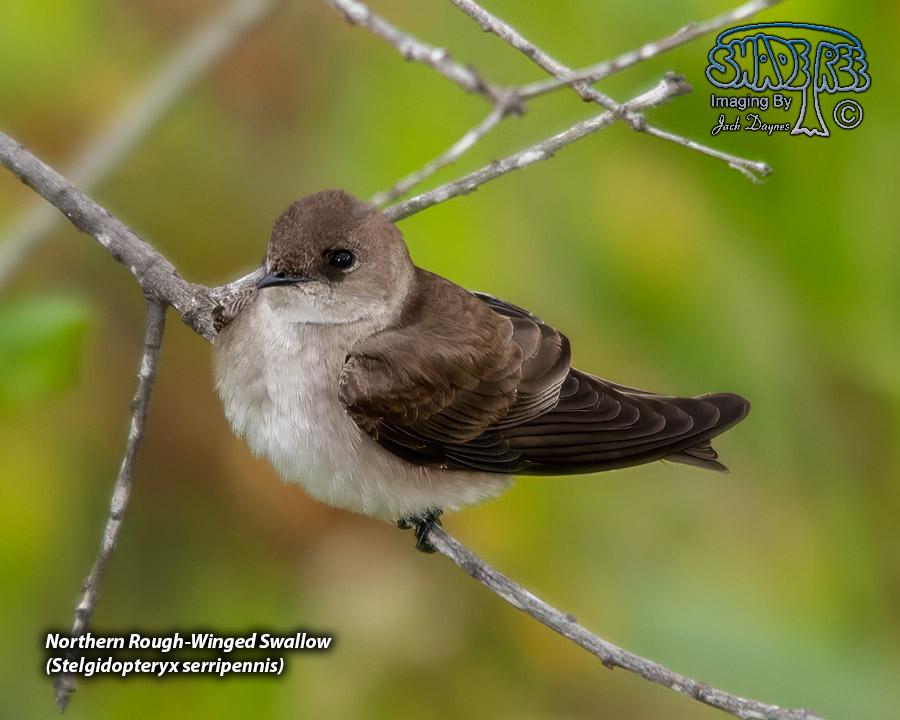 Northern Rough-Winged Swallow - Stelgidopteryx serripennis