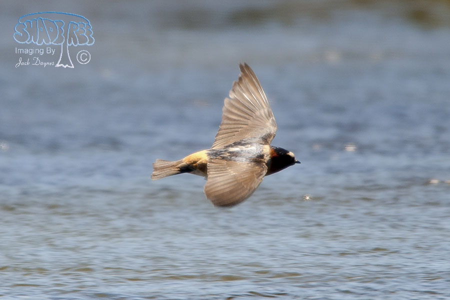 Cliff Swallow - Petrochelidon pyrrhonota