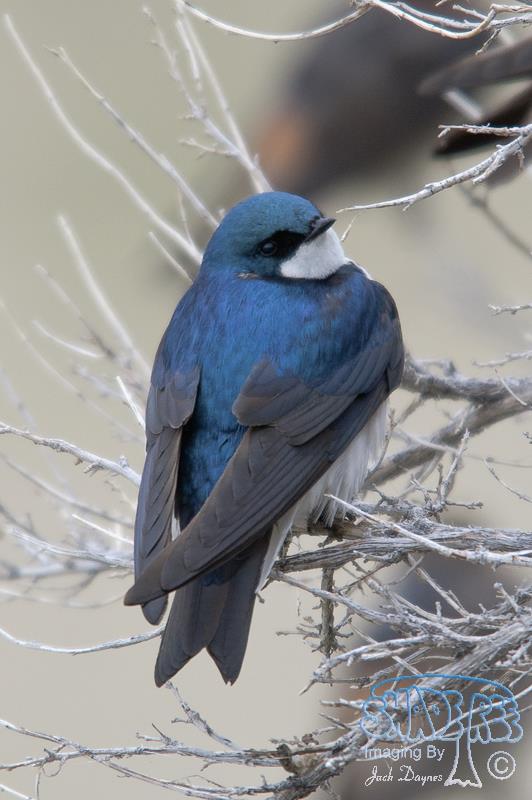 Tree Swallow - Tachycineta bicolor