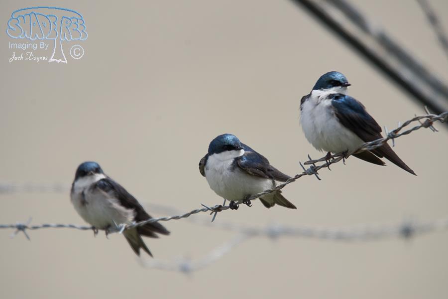 Tree Swallow - Tachycineta bicolor