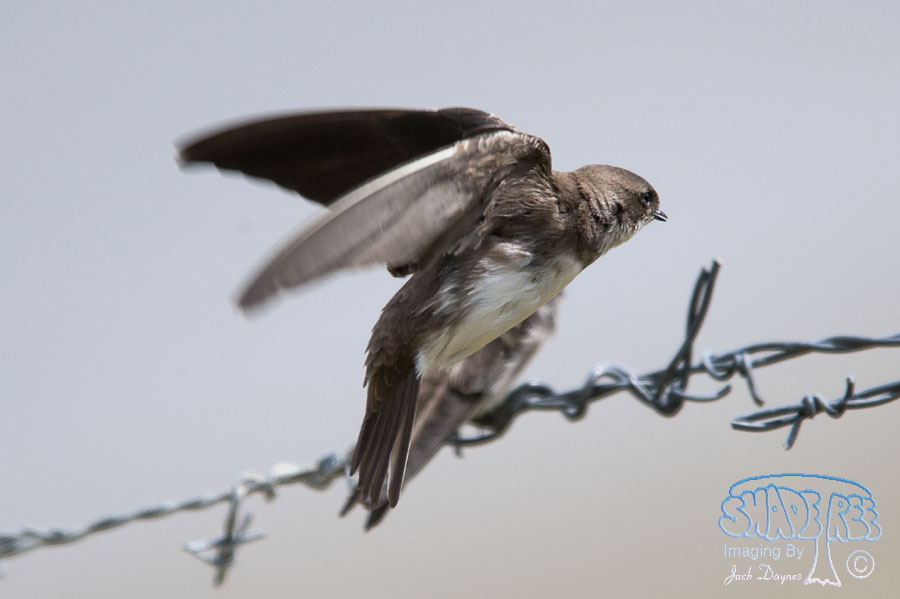 Bank Swallow - Riparia riparia