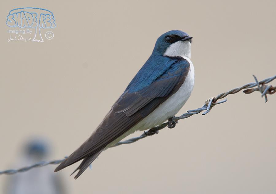 Tree Swallow - Tachycineta bicolor