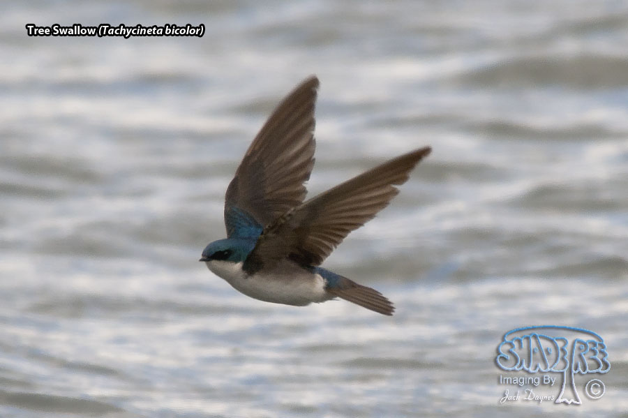Tree Swallow - Tachycineta bicolor