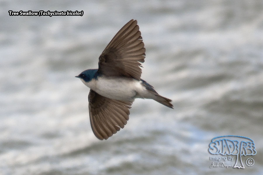 Tree Swallow - Tachycineta bicolor