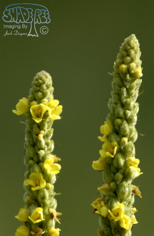 Common Mullen Flower - Verbascum thapsus