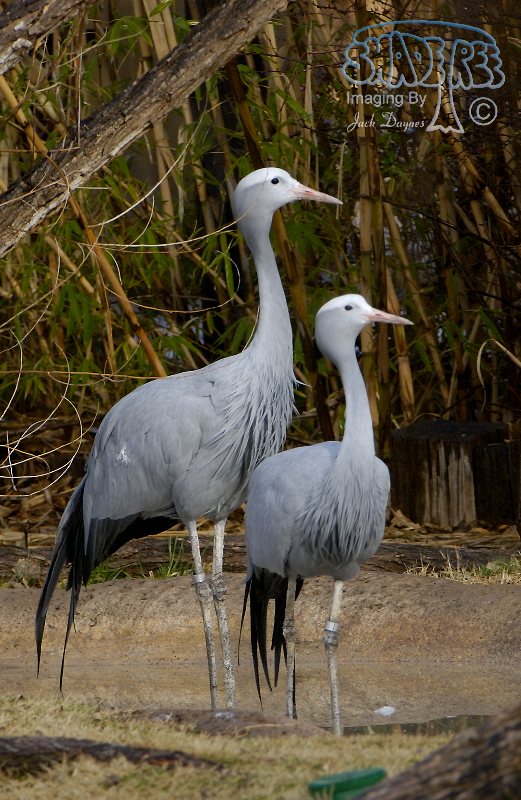 Blue Crane - Anthropoides paradiseus