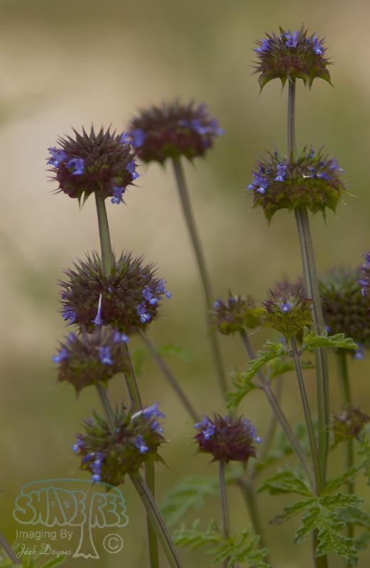 Chia Sage - Salvia columbariae