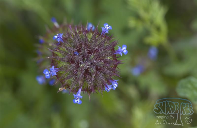 Chia Sage - Salvia columbariae