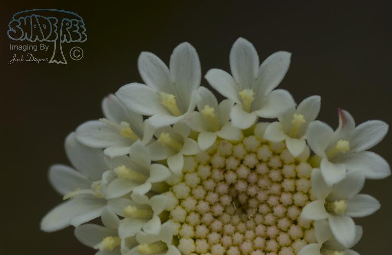 Fremont's Pincushion - Chaenactis fremontii