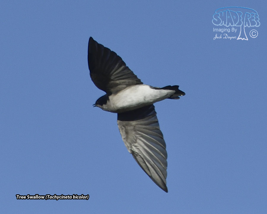 Tree Swallow - Tachycineta bicolor