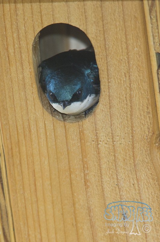 Tree Swallow - Tachycineta bicolor