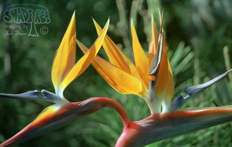 Bird of Paradise - Strelitzia reginae