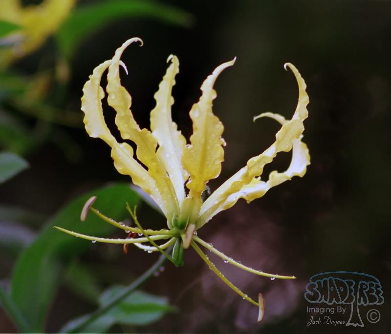 Flame Lilly - Gloriosa superba