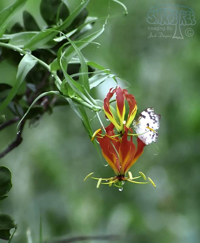 Flame Lilly - Gloriosa superba